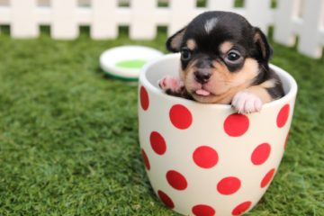 short coated black and brown puppy in white and red polka dot ceramic mug on green field